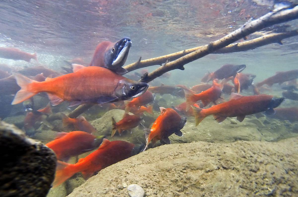 The Journey Home Kokanee Salmon Make Annual Cache Spawning Run The Herald Journal Hjnews Com