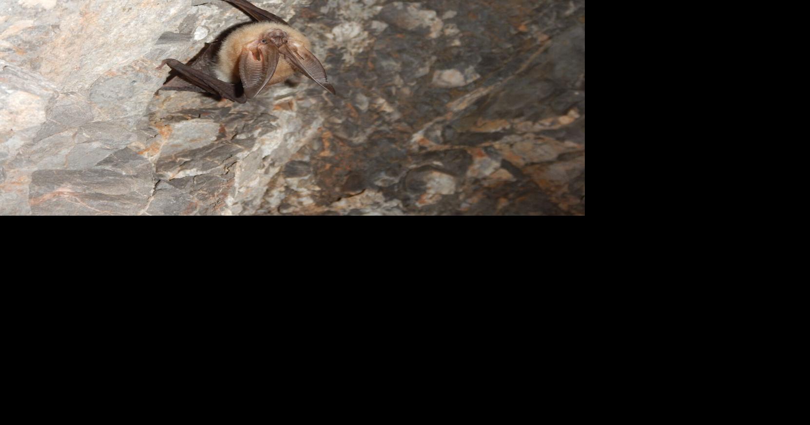 Utah DWR prepares Utahns to deal with bats this summer | Local News ...