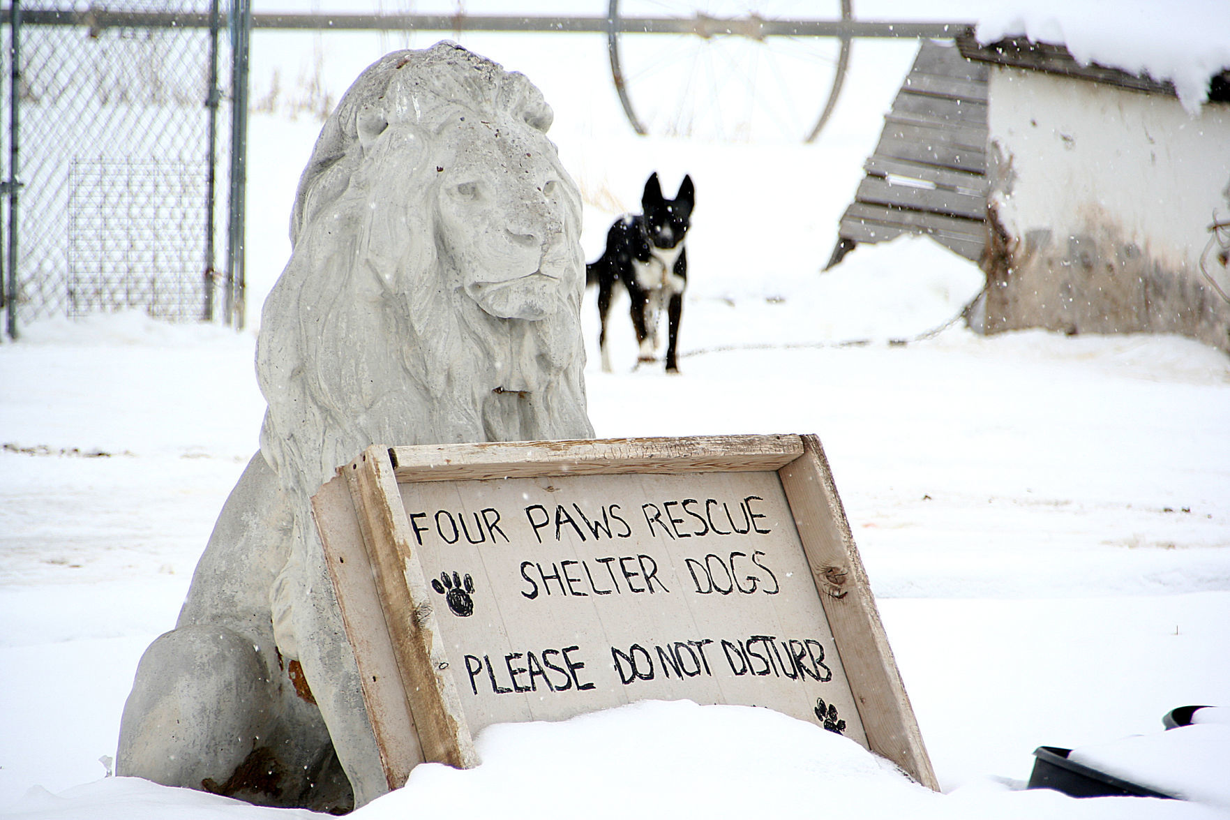 four paws dog rescue