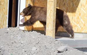 Ask an Expert: Drought and wildfires causing wildlife to appear in residential areas