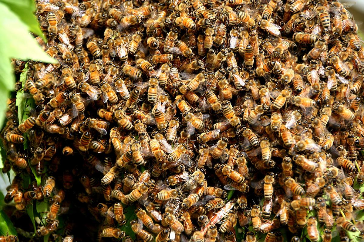 buzz-around-hyrum-beekeeper-collects-swarm-of-docile-bees-local-news-hjnews