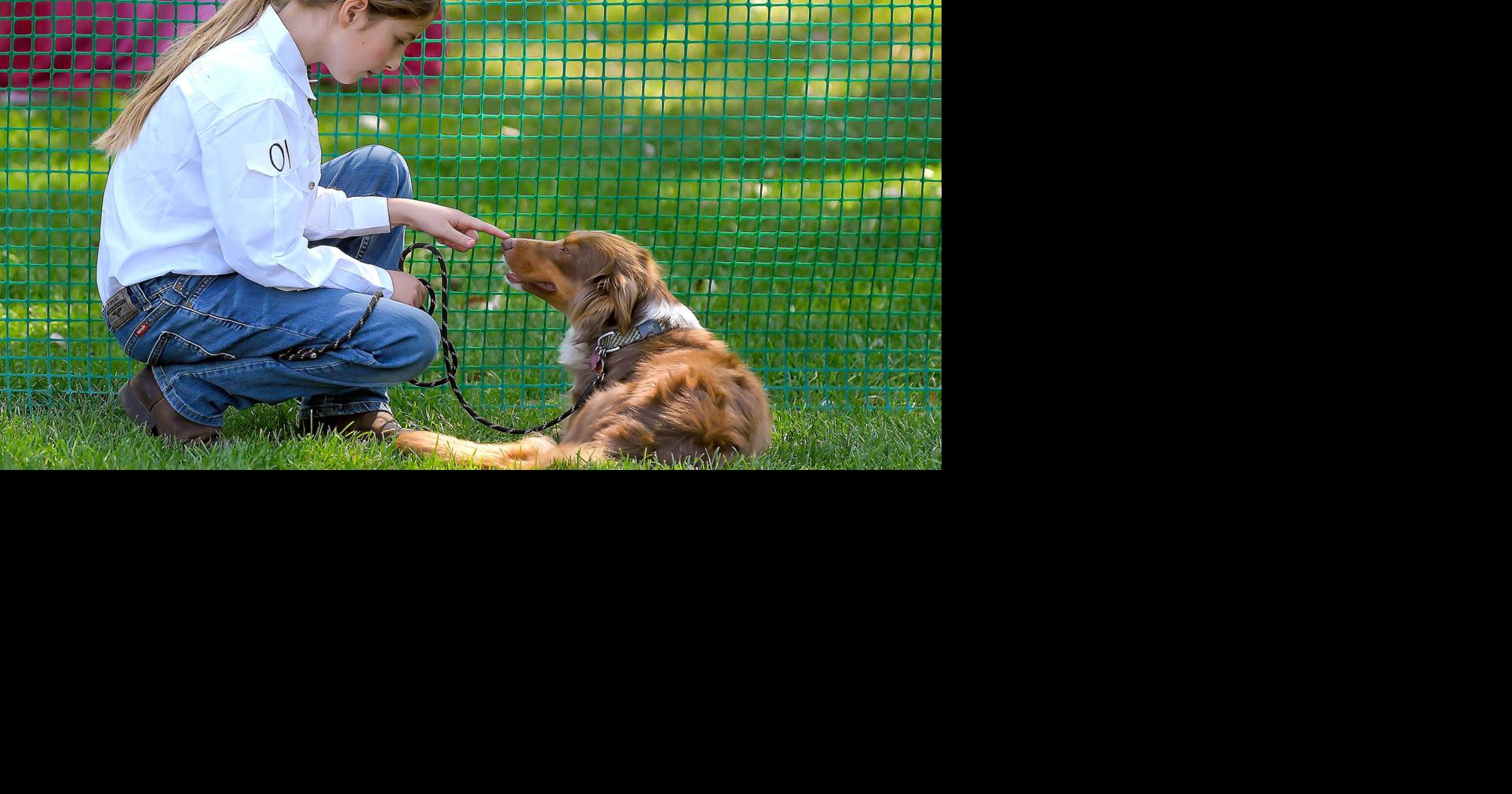 Off-leash but not offline: Social media's aids in reuniting pets and owners duri...