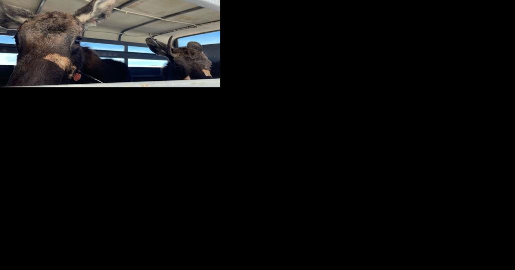 Moose on the loose: Utah Division of Wildlife reports 11 incidents, including close calls on I-80 - Vimarsana News