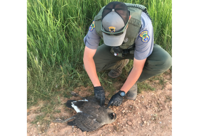 Authorities seek driver who ran over geese and goslings then removed their heads Local News hjnews