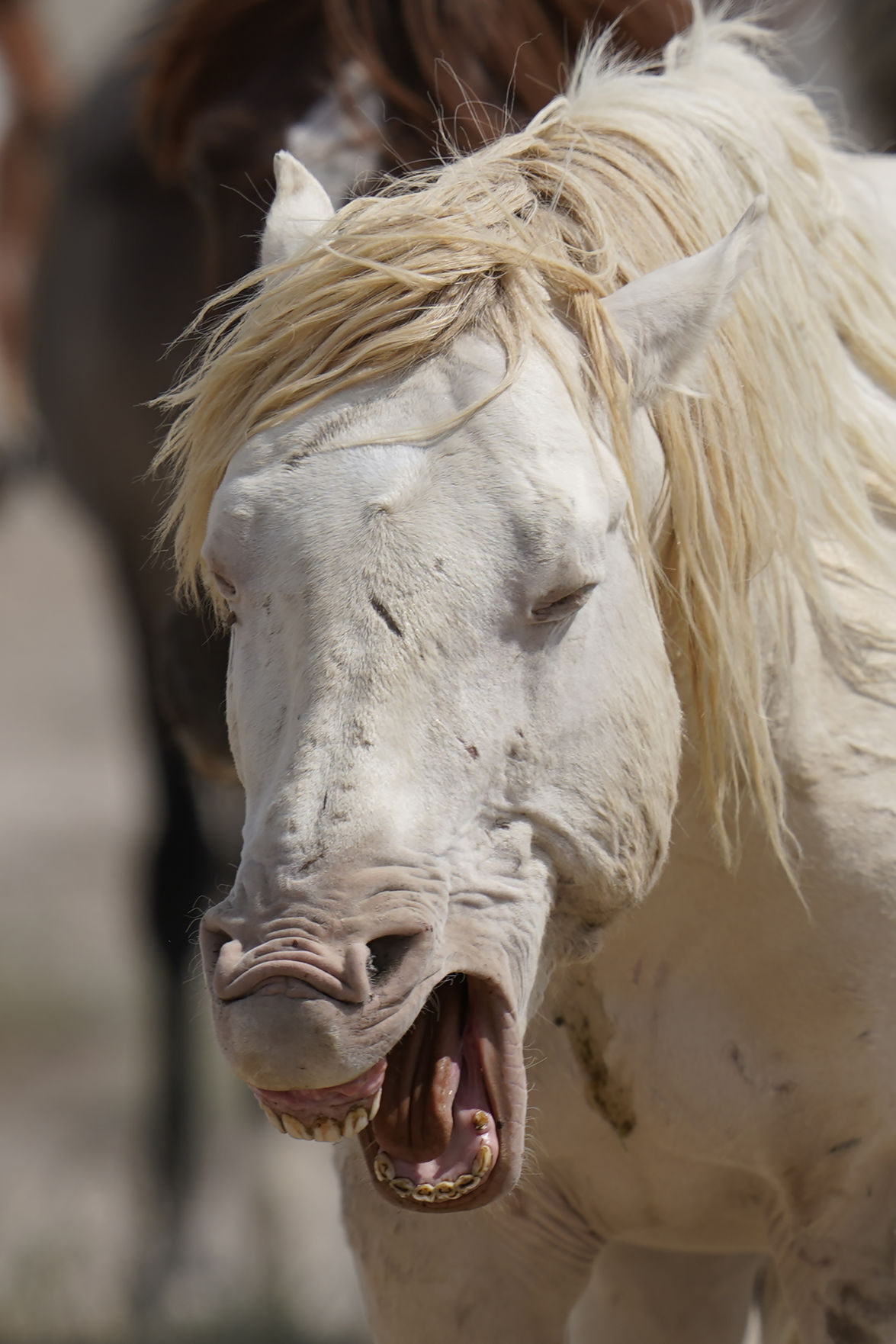 Wild Horses Roundups