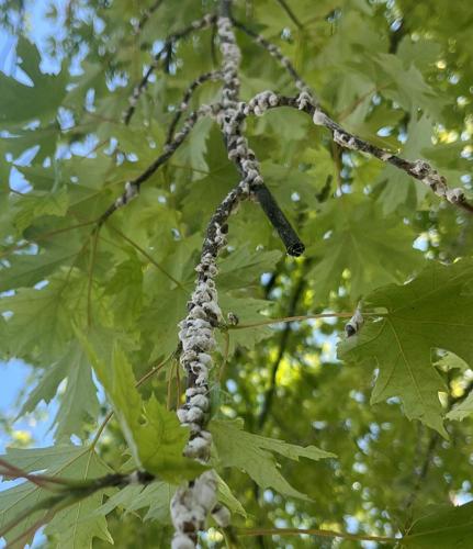 Maple Scale Battling Cottony Maple Scale | Preston Citizen | hjnews.com