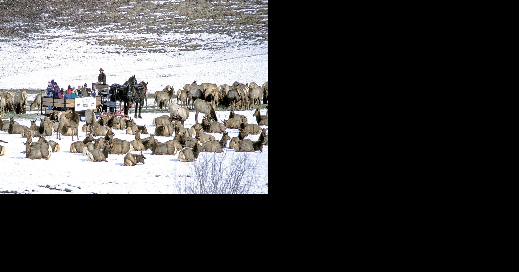Have fun, see wild elk: Annual festival Saturday at Hardware Ranch ...