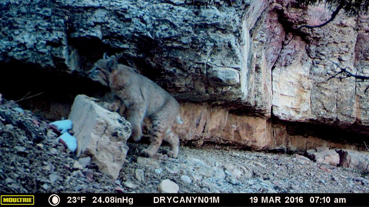 Usu Undergrad Traps Cougars With Camera The Herald Journal