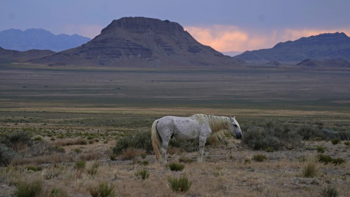 Wild Horses Roundups