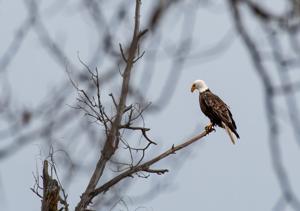 Wildart: Silent Sentry