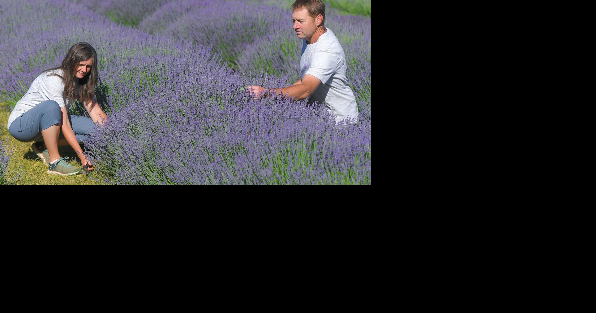 Millville farm The Lavender Apple prepares to hold its third annual