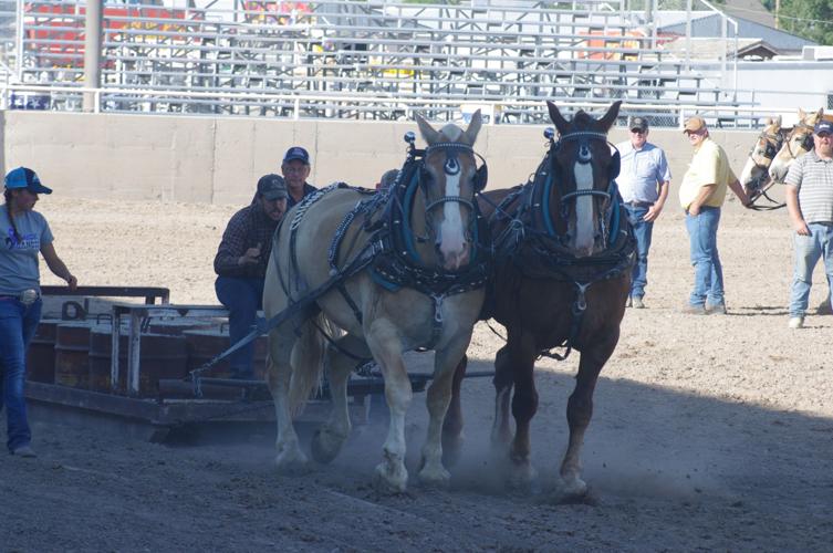 Draft Horse Show Tremonton Leader