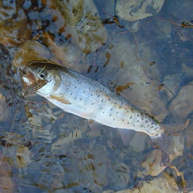 Bonneville cutthroat trout broodstock program improves fishing in