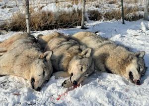 DWR confirms ‘lethal removal’ of three wolves near Avon