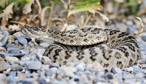 How to avoid conflicts with rattlesnakes in Utah