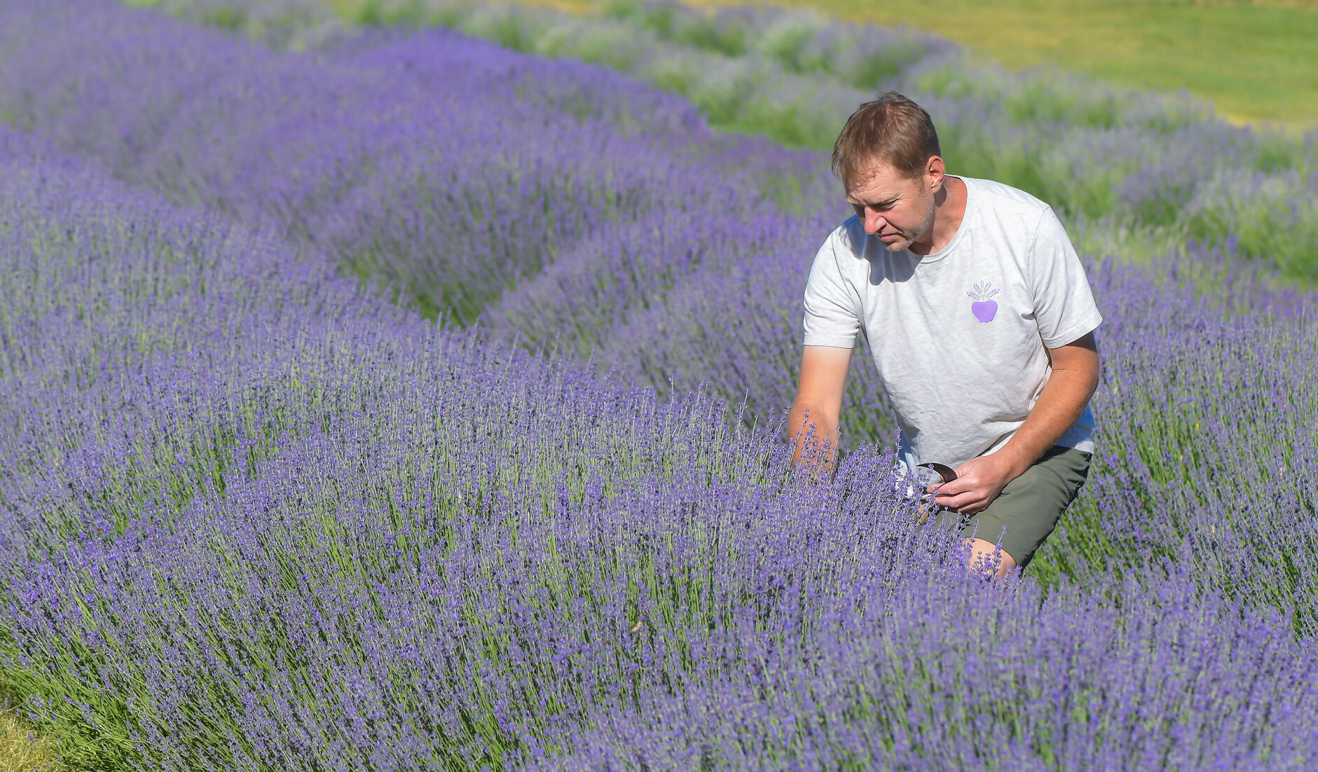 Millville farm The Lavender Apple prepares to hold its third
