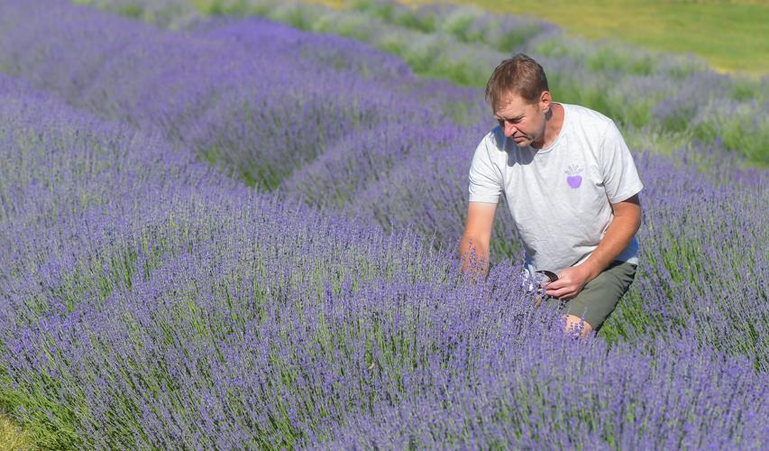Millville farm The Lavender Apple prepares to hold its third annual