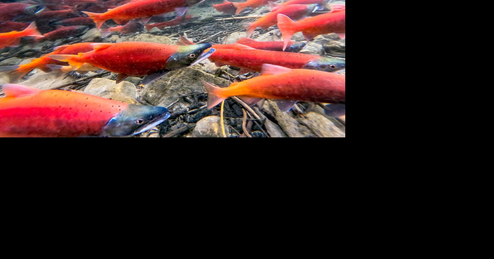 Spawning Season | Local News | hjnews.com