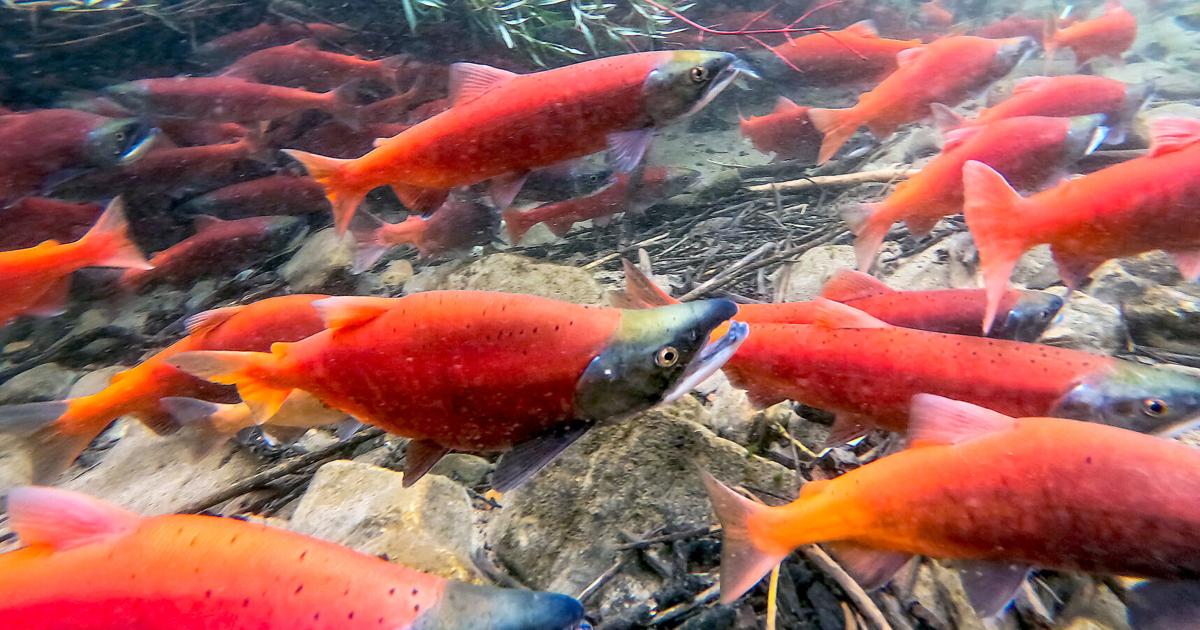Fall Fish Spawning Spawning Season | Local News | hjnews.com