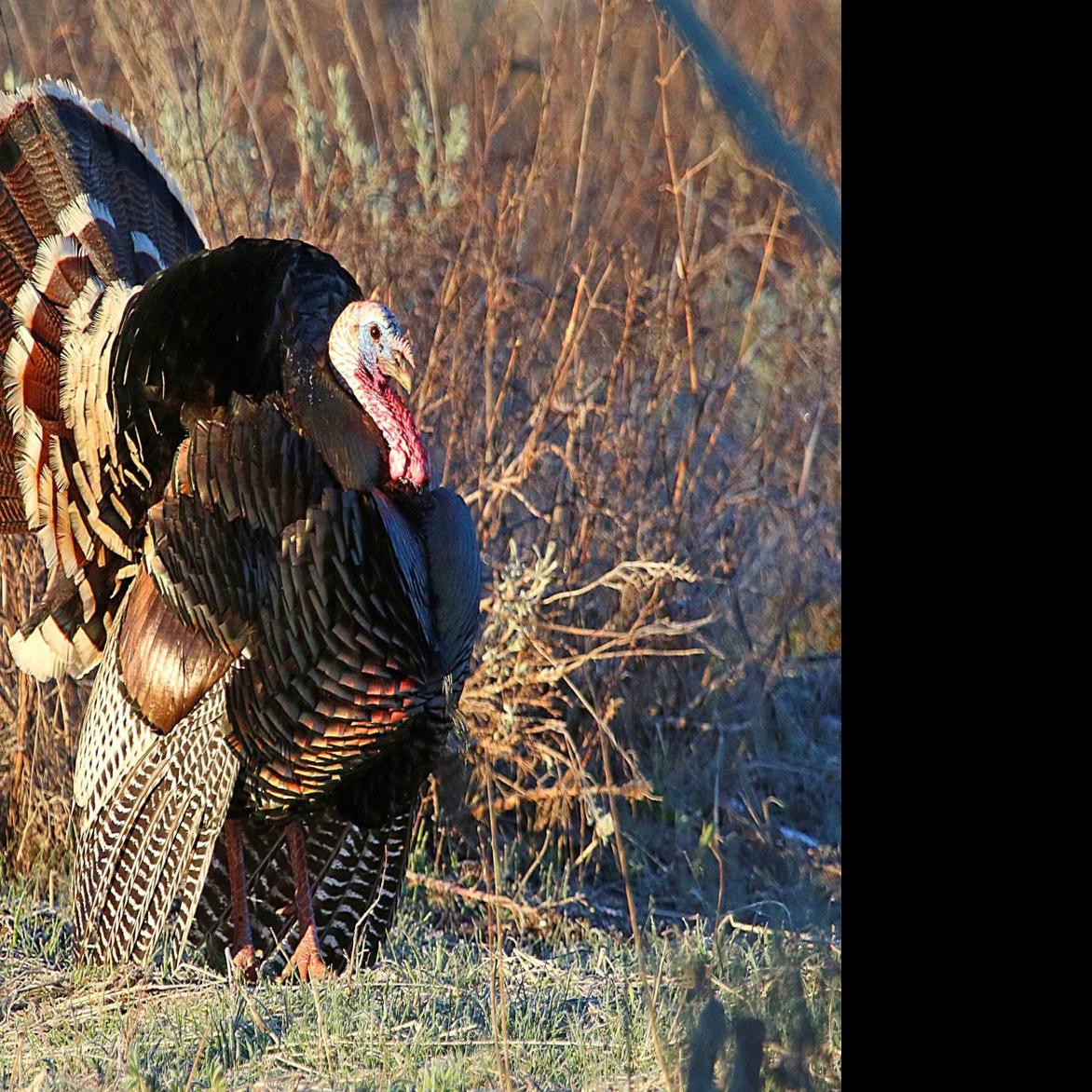 What Hunters Should Know About The Utah Spring Turkey Hunts Outdoors Hjnews Com