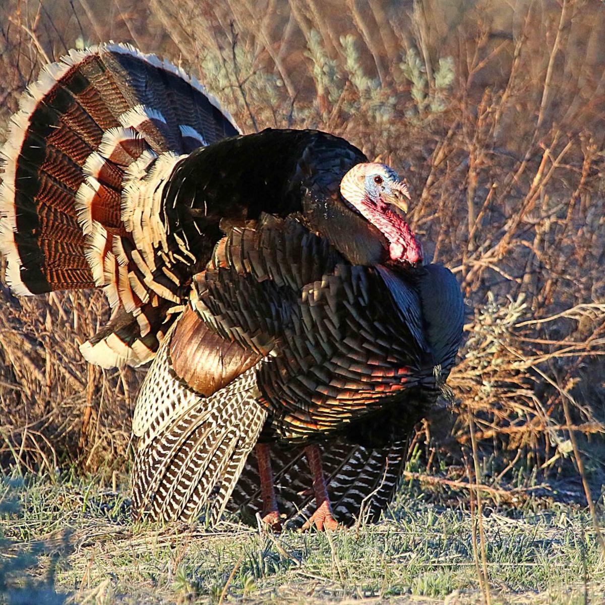 What Hunters Should Know About The Utah Spring Turkey Hunts Outdoors Hjnews Com What Hunters Should Know About The Utah Spring Turkey Hunts Outdoors Hjnews Com