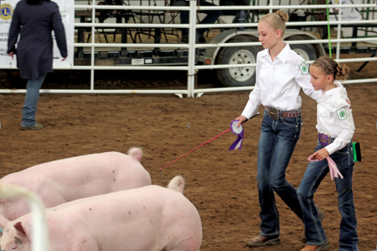 Fair’s 4-H/FFA blue ribbon recipients listed | News | hjnews.com