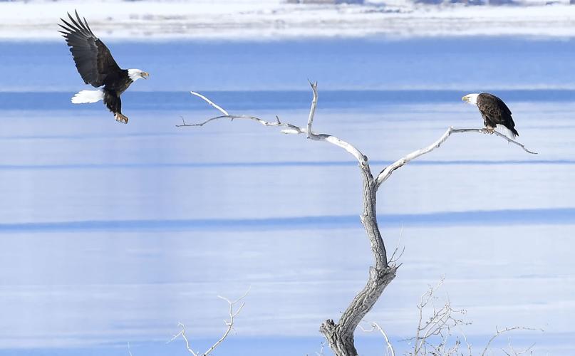 White Bear man's body found in Bald Eagle Lake, News