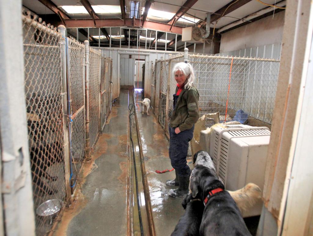 Four Paws Accused Of Denies Animal Hoarding The Herald Journal Hjnews Com