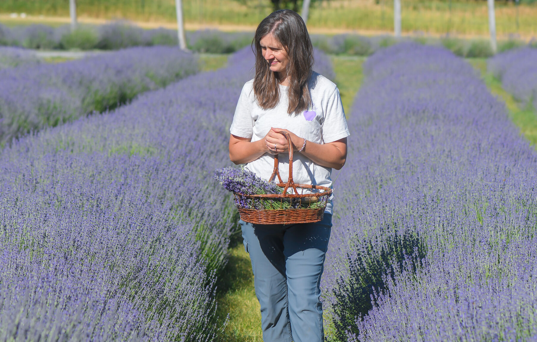 Millville farm The Lavender Apple prepares to hold its third