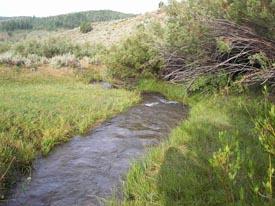 Four years ago a group set out to protect a local stream. Their efforts have helped rejuvenate Spawn Creek, a critical homeground of the rare Bonneville cutthroat trout 