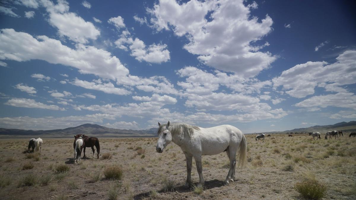 Wild Horses Roundups
