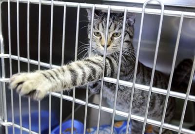 What S Up With That Laws Regarding Cats Less Strict That Dog