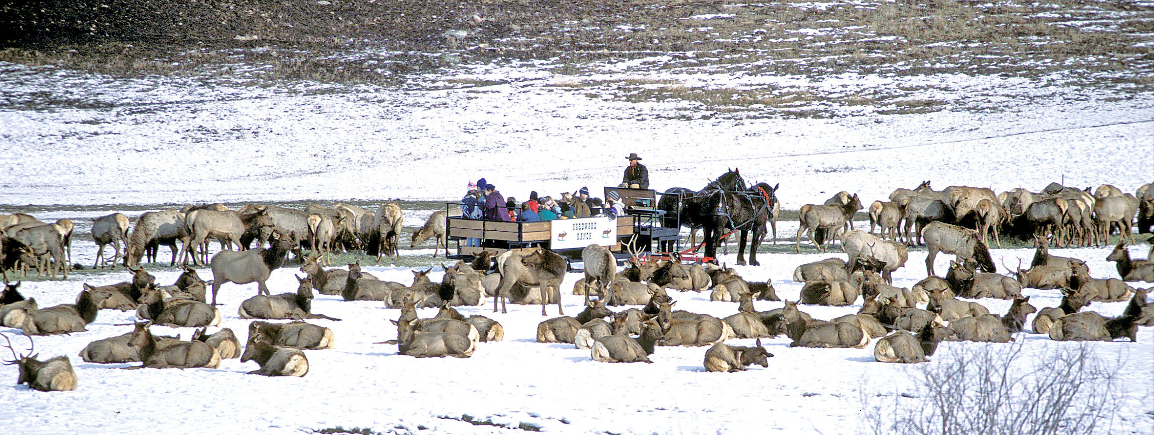 Hardware Ranch Wildlife Management Area Cancels Sleigh Rides, Shortens ...