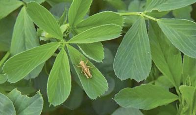 alfalfa insect