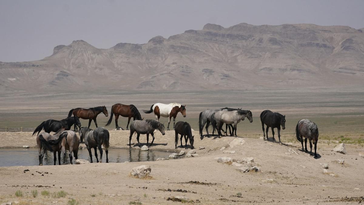 Wild Horses Roundups