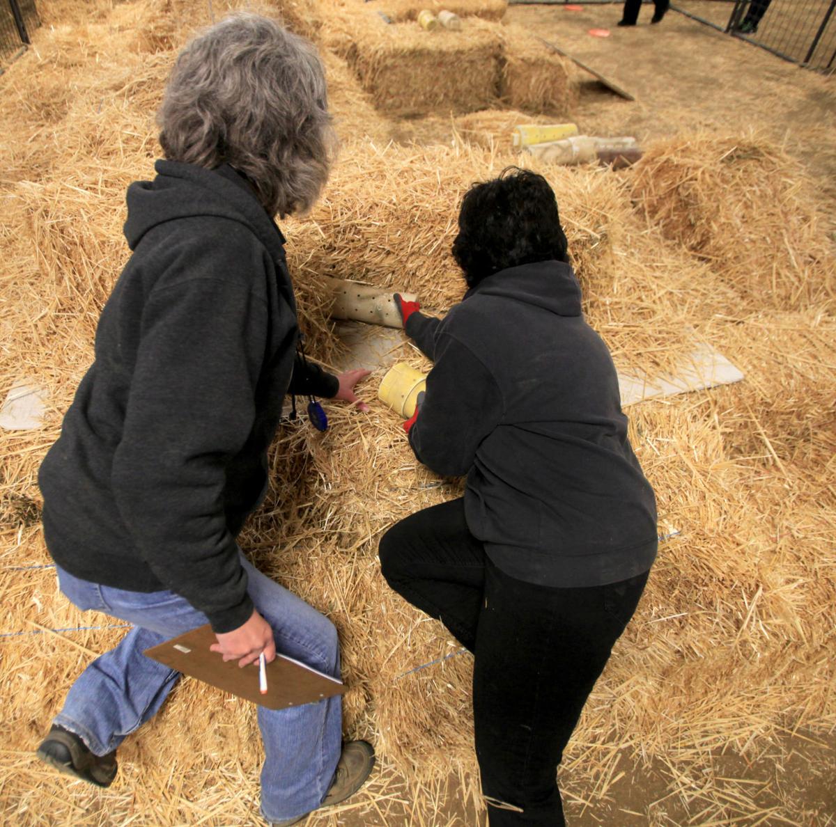 Barn Humnt Ribbons 'Barn Hunt' proves popular at AKC show | Logan Hj | hjnews.com