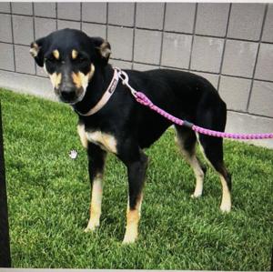 PETS OF THE WEEK
