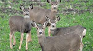 Ways to help wildlife and celebrate Earth Day