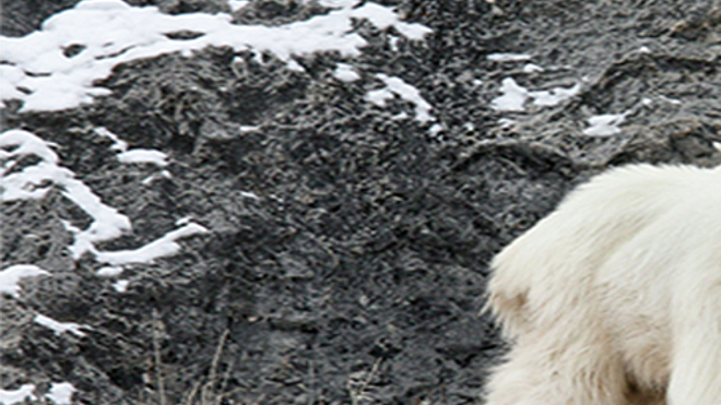 Cache Mountain Goat Transplant Planned For Fall Not Everyone Happy About It Local News Hjnews Com