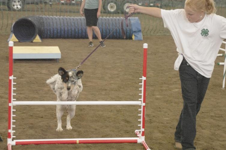4H Dog Show at County Fair Tremonton Leader