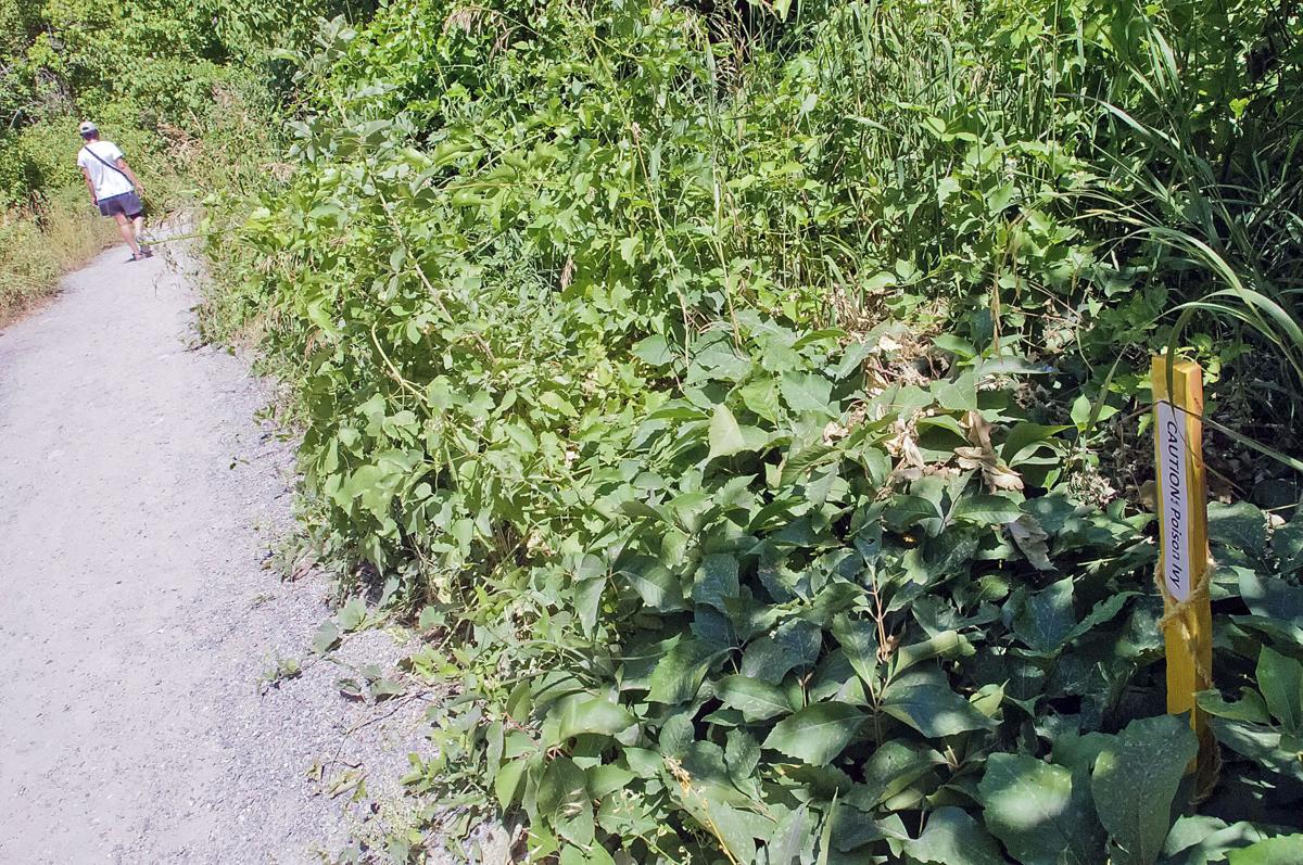 Leaves Of Three Logan Canyon May Be Seeing More Poison Ivy This