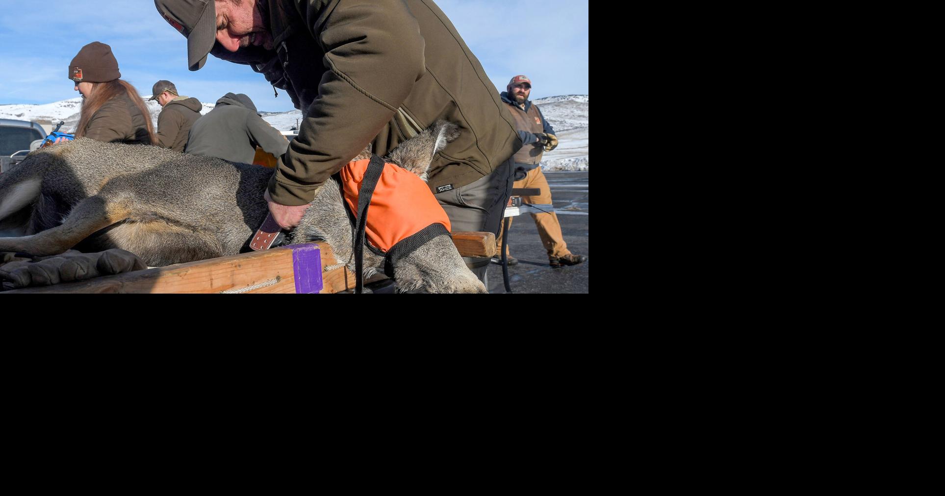 'This data is like a gold mine:' The Division of Wildlife Resources ...