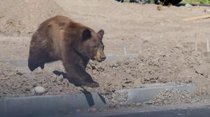 Black bear captured in Logan