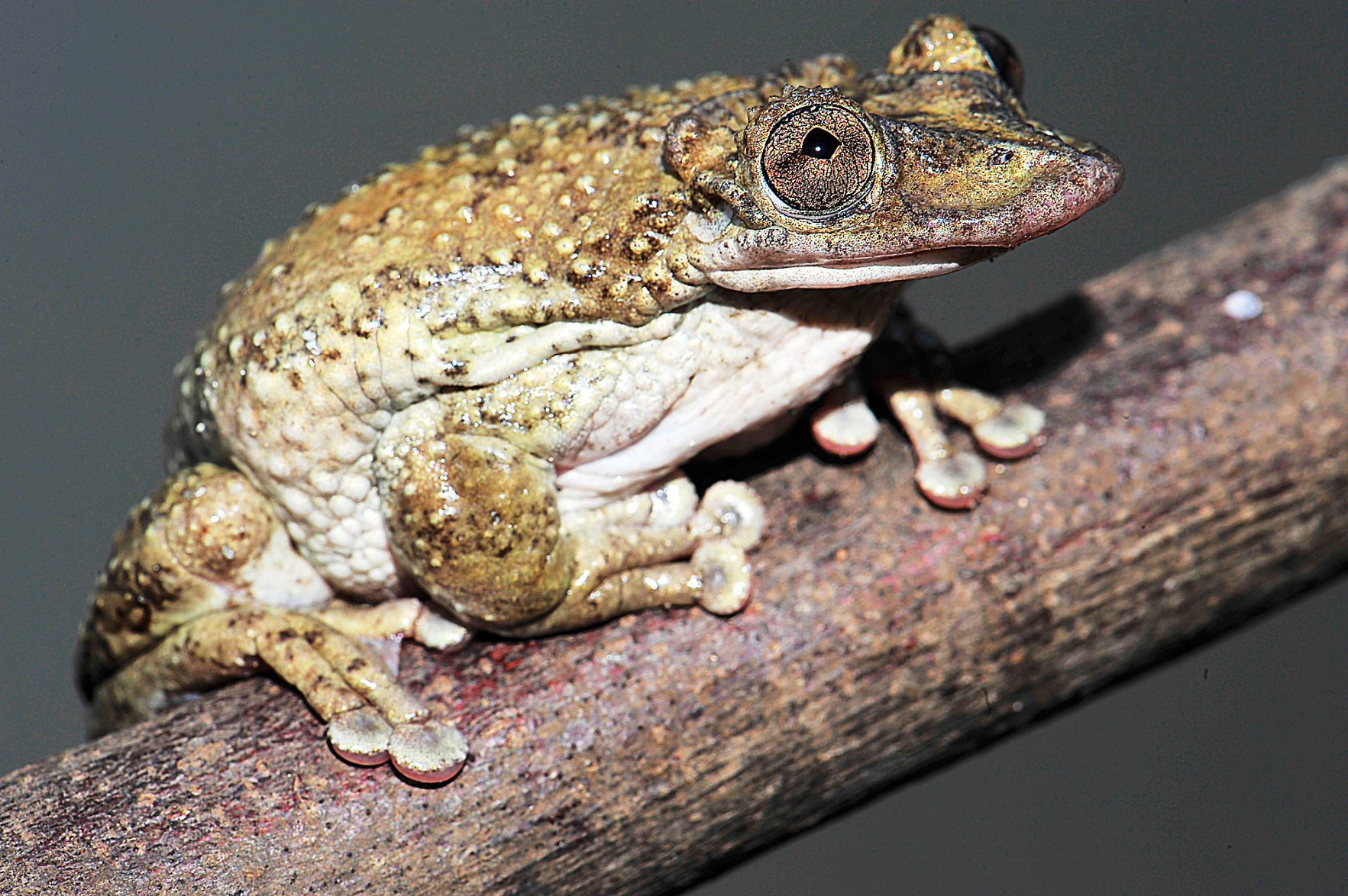 USU biologist discovers venomous frogs Allaccess hjnews