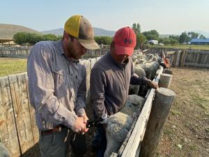 Researchers develop light-up ear tag technology to deter livestock predators