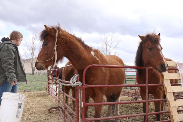 'Mini farm' celebrates spring with baby animals, festivities