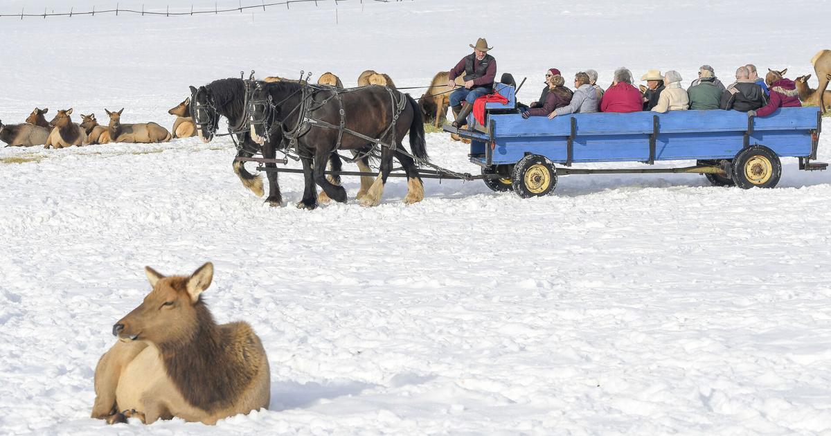 Elk Camel Ride Take a sleigh ride through wild elk at the Hardware WMA | Tremonton ...