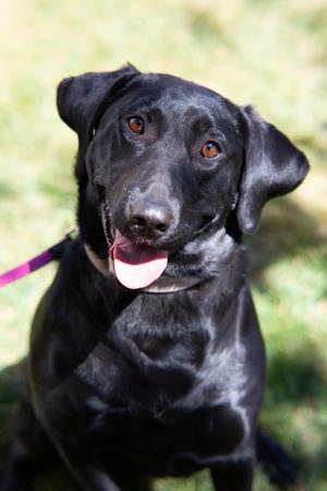 Pets of the Week