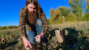 Stokes Nature Center celebrates indigenous food harvest as its Nibley nature park nears completion