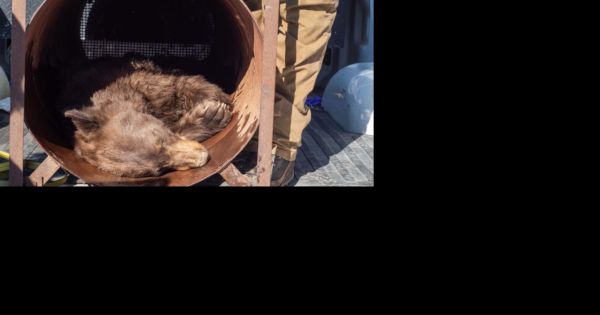 Photo Gallery: Black Bear Captured in Logan